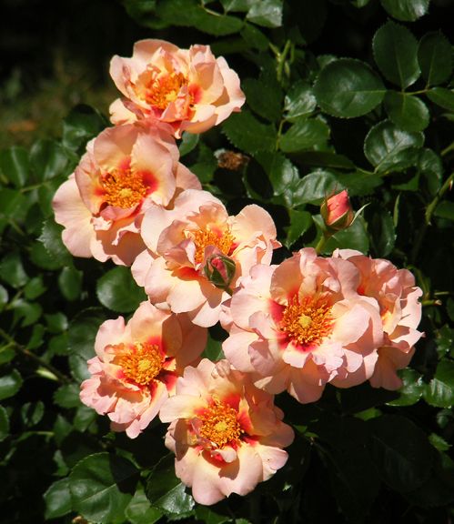 Eyeconic Pink Lemonade photo epl2012_06130036_zps45dee522.jpg